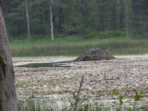 beaver lodge