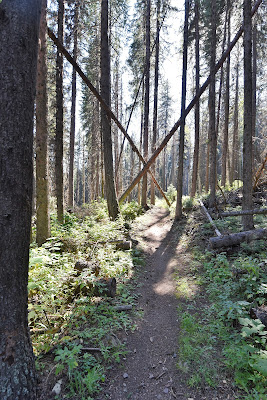 Great Trail Elkford British Columbia.