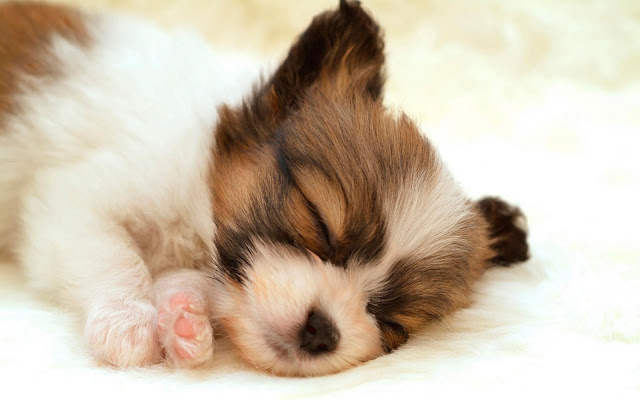  Puppies-Wallpaper-108