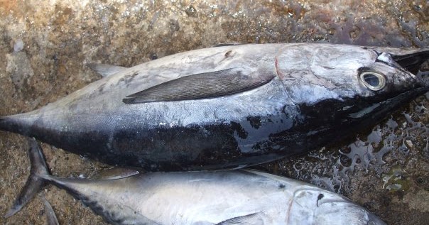 Resepi Ikan Tongkol Hitam - leechgraduates
