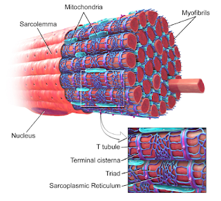 근소포체
