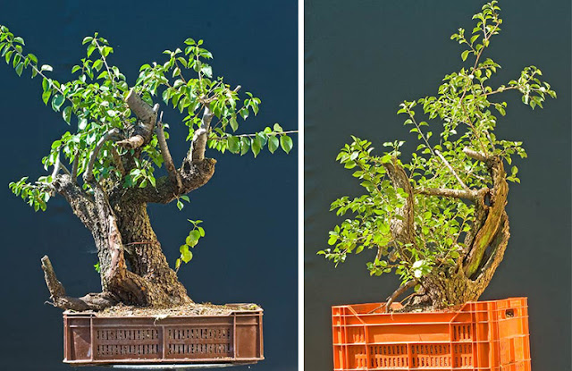 air pruning milk crate as pots for growing / training bonsai
