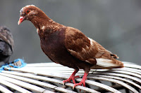 Merpati Mabung cenderung diam