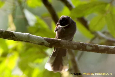 White-throated Fantail (Rhipidura albicollis)