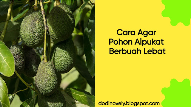 Cara Agar Pohon Alpukat Berbuah Lebat