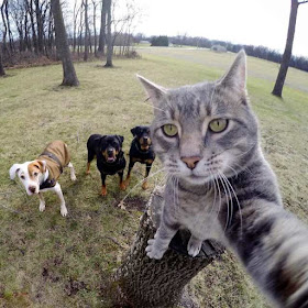 Foto Kucing Yang Gemar Selfie 01