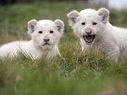 Baby White Lion Pictures . 2013 Wallpaper
