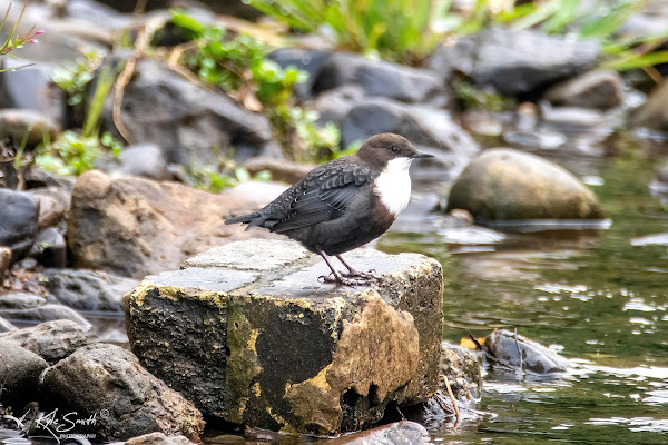 Dipper