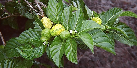 Khasiat Buah Mengkudu