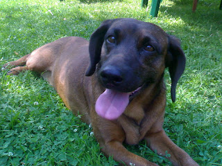 Bavarian Mountain Hound Puppies