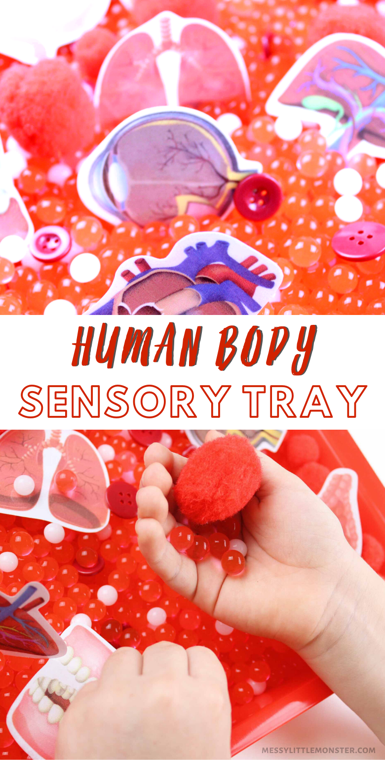 Human body sensory tray for kids. Inside the human body activity for toddlers and preschoolers.