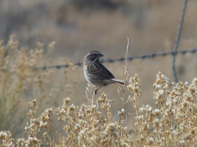 51: perching bird