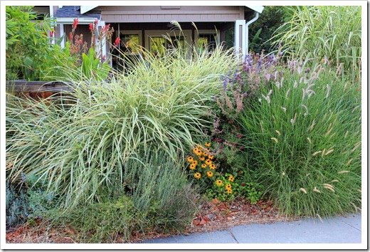 120813_Miscanthus-Rigoletto