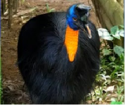 Foto Burung Northern Cassowary