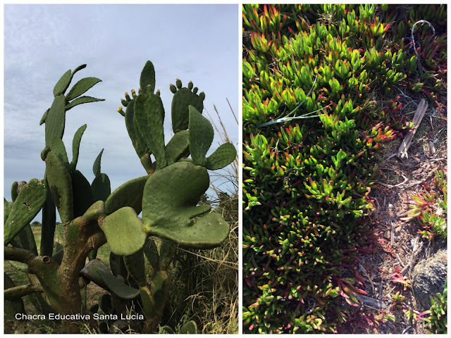 Cactus en el campo/suculentas en la costa-Chacra Educativa Santa Lucía