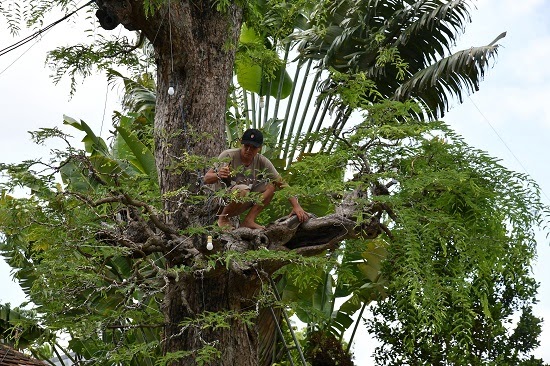 Bonsai Đại Gia - Cây cảnh đẳng cấp quý tộc