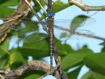 Regal Darner (Coryphaeschna ingens)