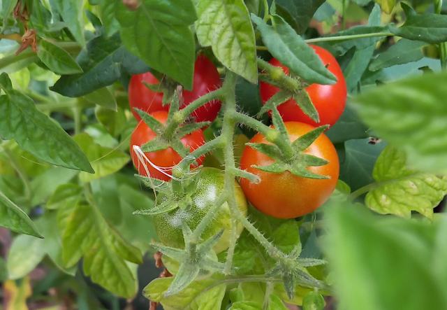 Tomatoes growing in the garden