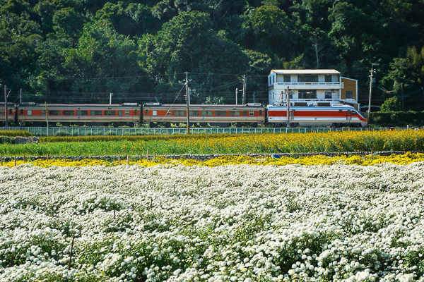 苗栗銅鑼杭菊花季-邱家古厝杭菊火車熱門景點，鐵道就在花田旁