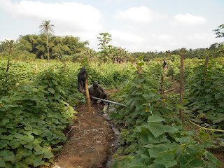 Furrow irrigation techniques