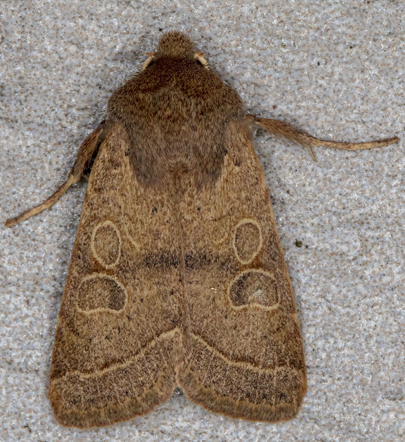 Common Quaker, Orthosia cerasi.  In my light trap in Crowborough on 11 March 2018.