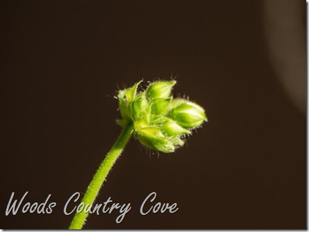 JANUARY 2016 (1 of 23)