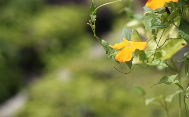 Black-Eyed Susan Vine Flowers Pictures