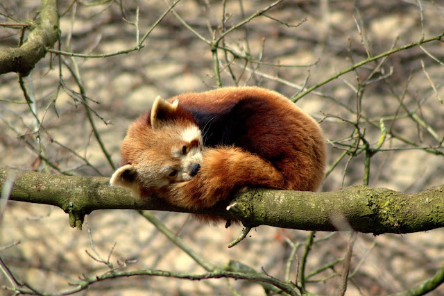 Red Panda - Panda Rojo