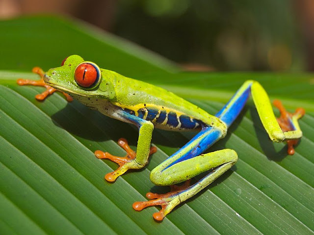 Katak Pohon Mata Merah (Agalychnis callidryas)