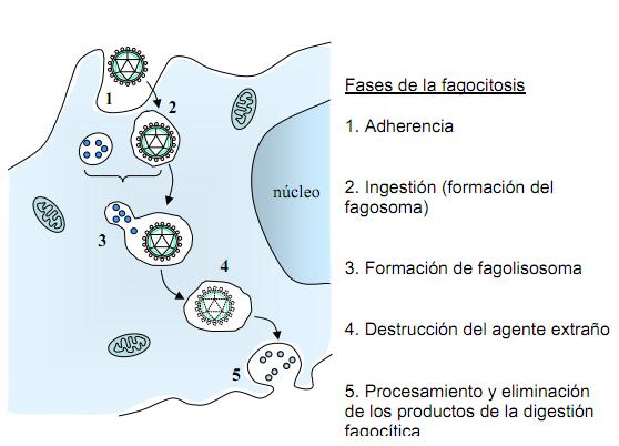 Resultado de imagen de sistema inmunológico esquema