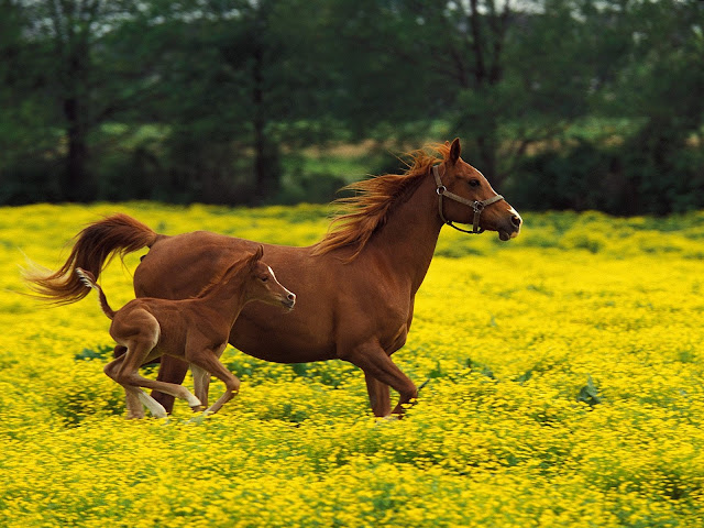 Beautiful Horses HD Wallpaper Free Download