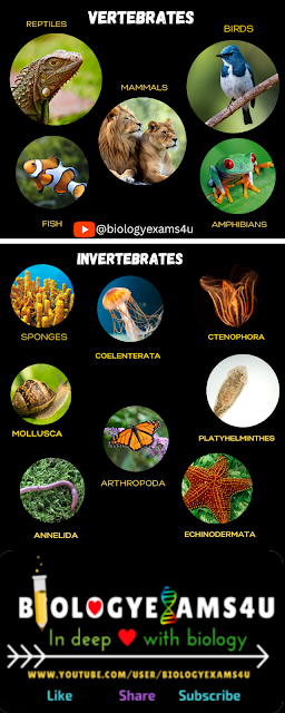 Invertebrates vs vertebrates Infographic