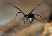 This spider is more deadly then most tarantulas