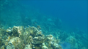 The coral reef was a veritable undersea garden