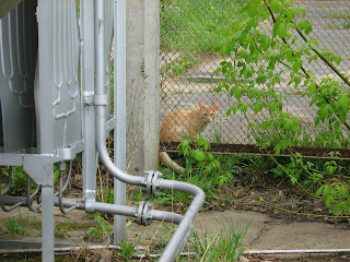 Ginger Thin Cat