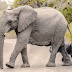 Top  10 Elephants Images, Greetings, Poctures for whatsapp -bestwishespics