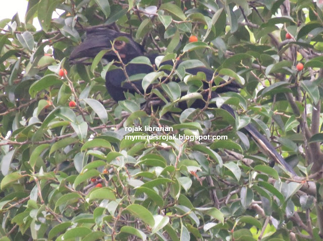 Black Hornbill in Ubin