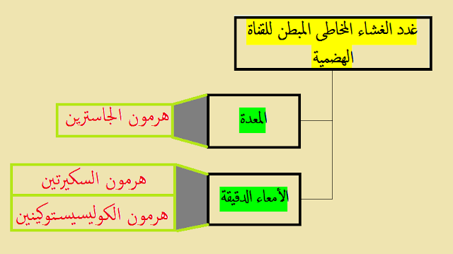 هرمونات الغشاء المخاطى المبطن للقناة الهضمية الجاسترين السكيرتين الكوليسيستوكينين