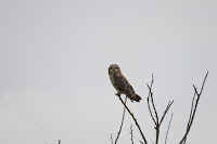 Short-eared Owl