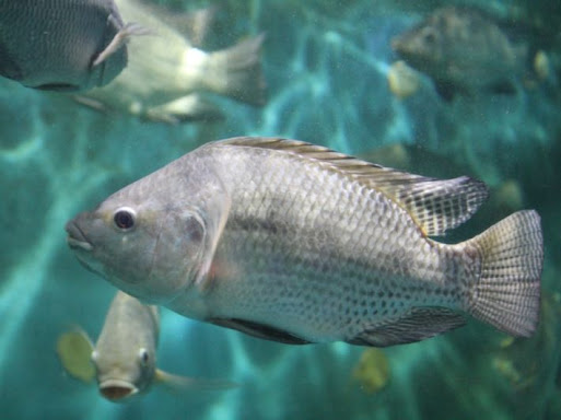 Feasibility study of a tilapia fish farming project;
