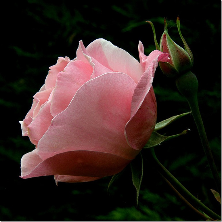 Pink Beauty