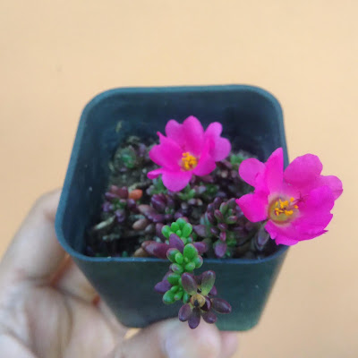 Portulaca Gilliesii succulents