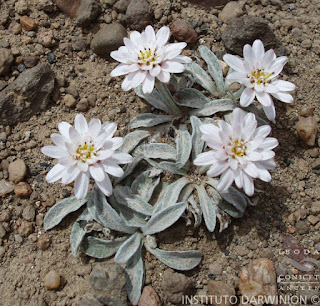 flora de las Malvinas