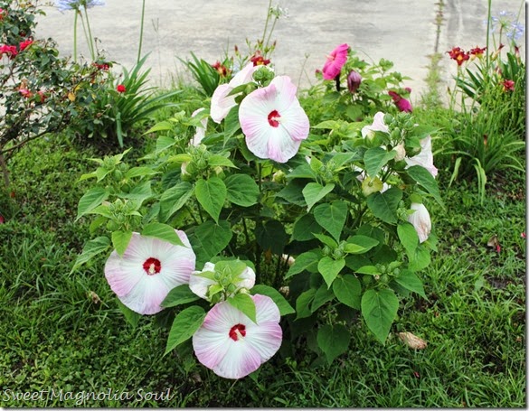 Hibiscus2