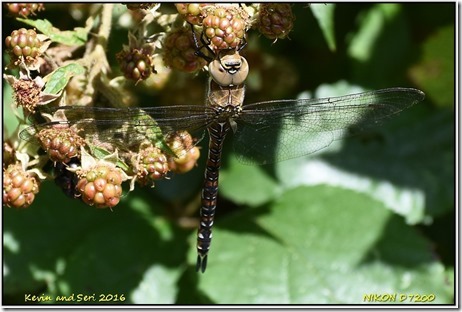 Middleton Lakes RSPB - August