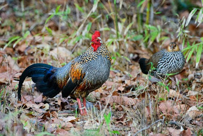 silver jungle fowl