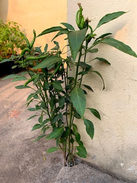 พริก Chilli