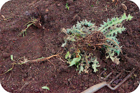 take that weeds! - 'growourown.blogspot.com' ~ allotment blog