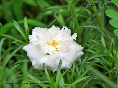 Moss rose - Portulaca grandiflora