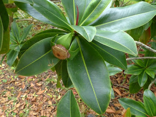 Bois puant - Foetidia mauritiana - Fétidie